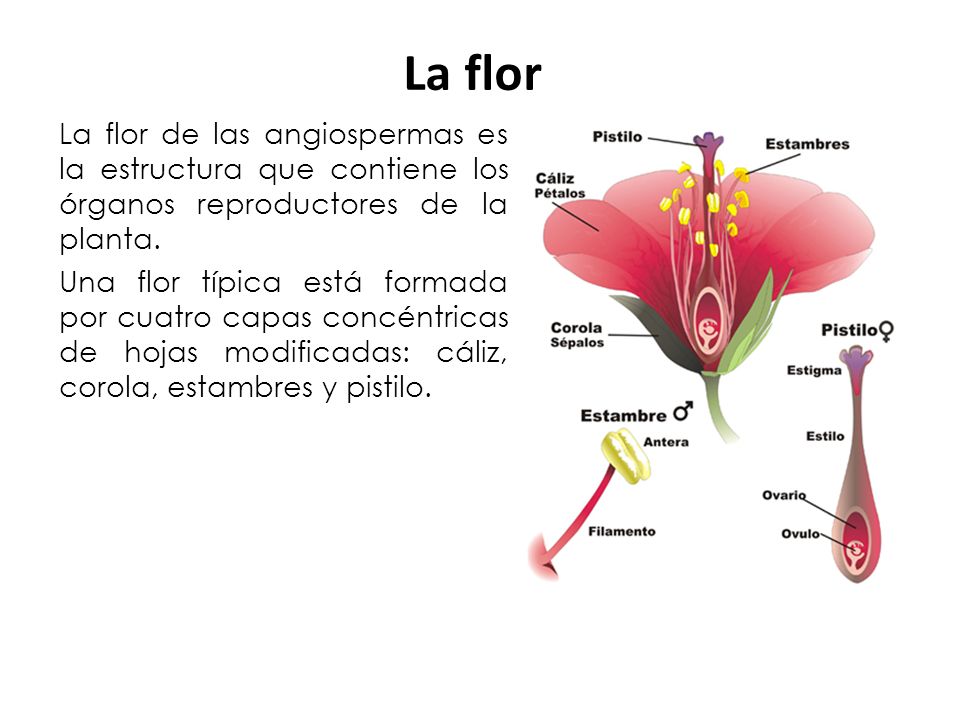 La flor La flor de las angiospermas es la estructura que contiene los órganos reproductores de la planta.