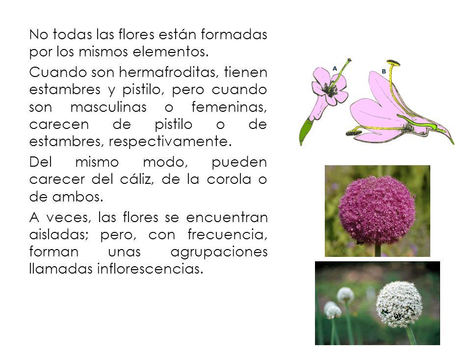 No todas las flores están formadas por los mismos elementos.
