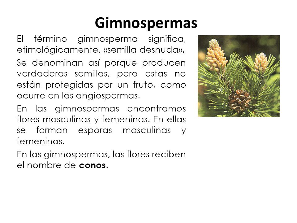 Gimnospermas El término gimnosperma significa, etimológicamente, «semilla desnuda».