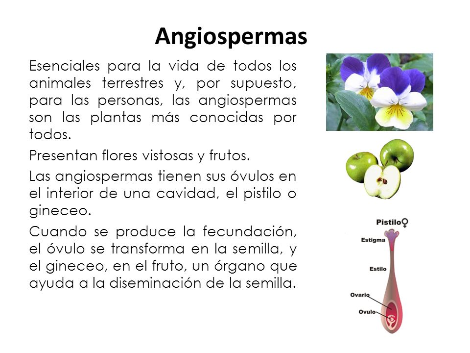 Angiospermas