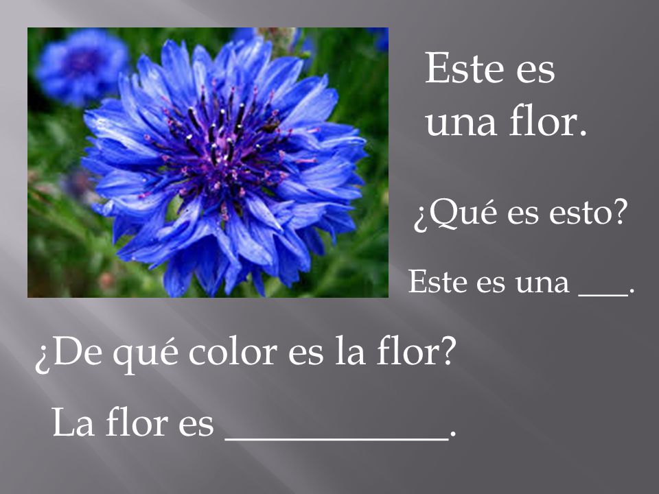 Este es una flor. ¿De qué color es la flor La flor es ___________.