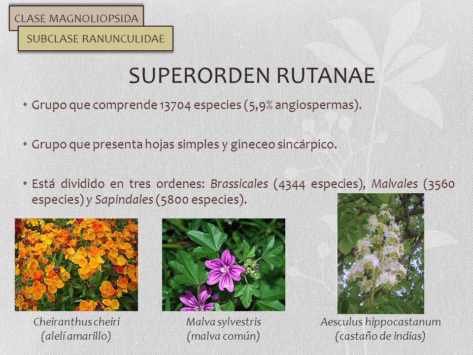 CLASE MAGNOLIOPSIDA SUBCLASE RANUNCULIDAE. SUPERORDEN RUTANAE. Grupo que comprende especies (5,9% angiospermas).