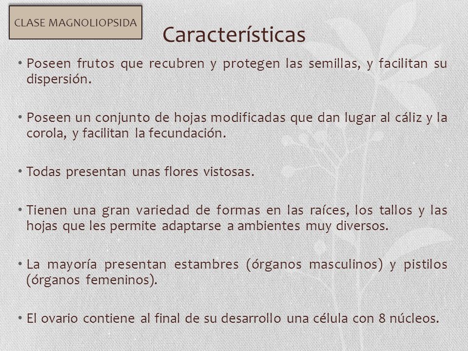 CLASE MAGNOLIOPSIDA Características. Poseen frutos que recubren y protegen las semillas, y facilitan su dispersión.