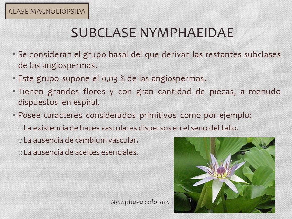CLASE MAGNOLIOPSIDA SUBCLASE NYMPHAEIDAE. Se consideran el grupo basal del que derivan las restantes subclases de las angiospermas.