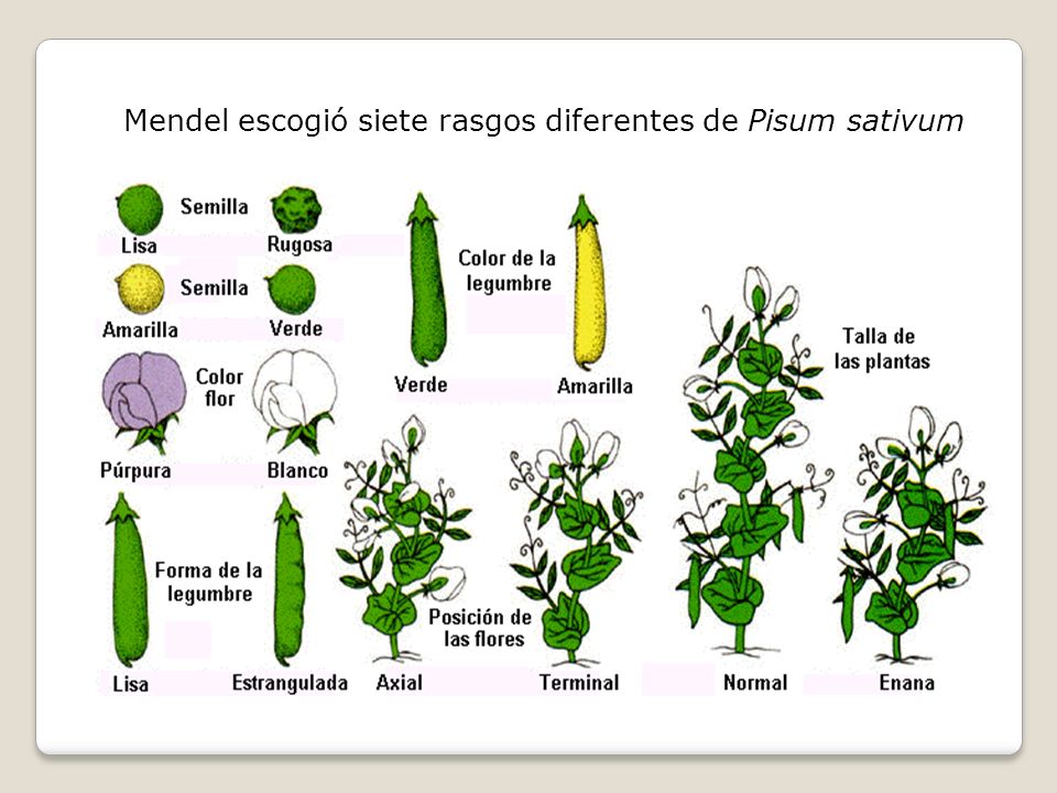 Mendel escogió siete rasgos diferentes de Pisum sativum