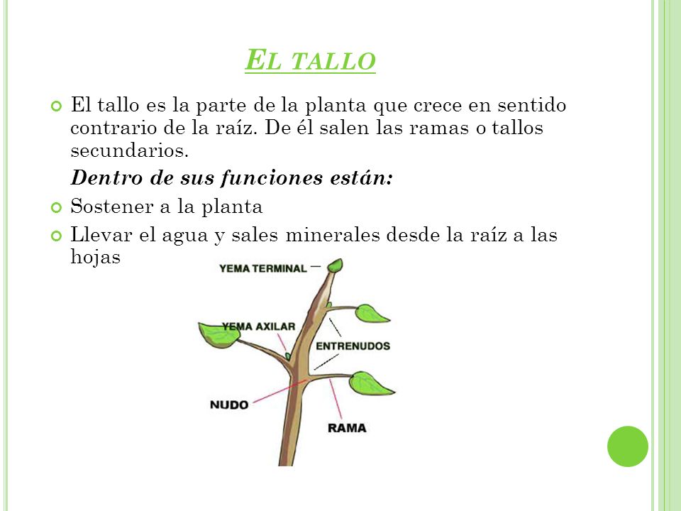 El tallo El tallo es la parte de la planta que crece en sentido contrario de la raíz. De él salen las ramas o tallos secundarios.