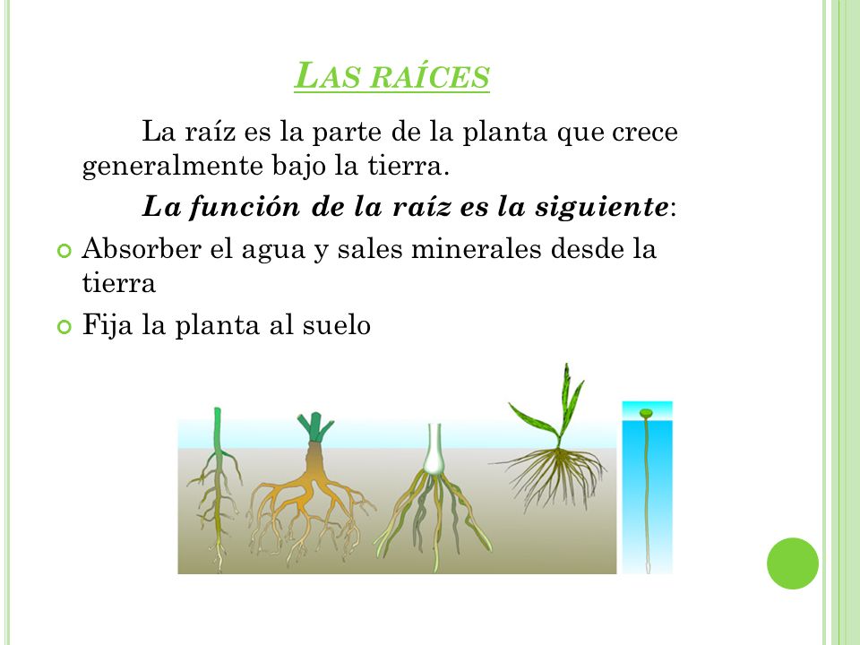 Las raíces La raíz es la parte de la planta que crece generalmente bajo la tierra. La función de la raíz es la siguiente: