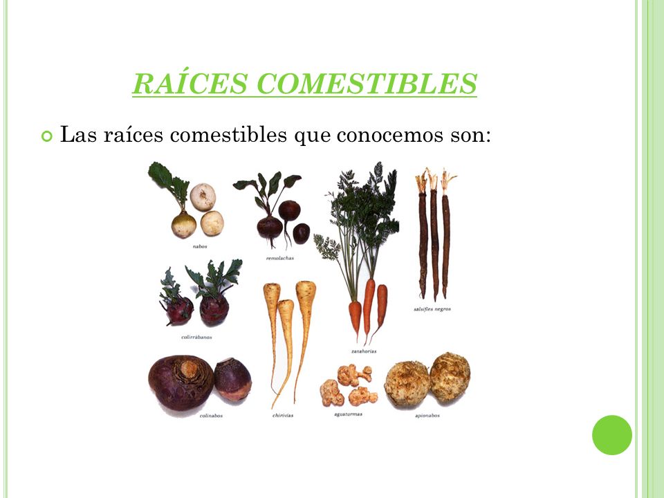 RAÍCES COMESTIBLES Las raíces comestibles que conocemos son: