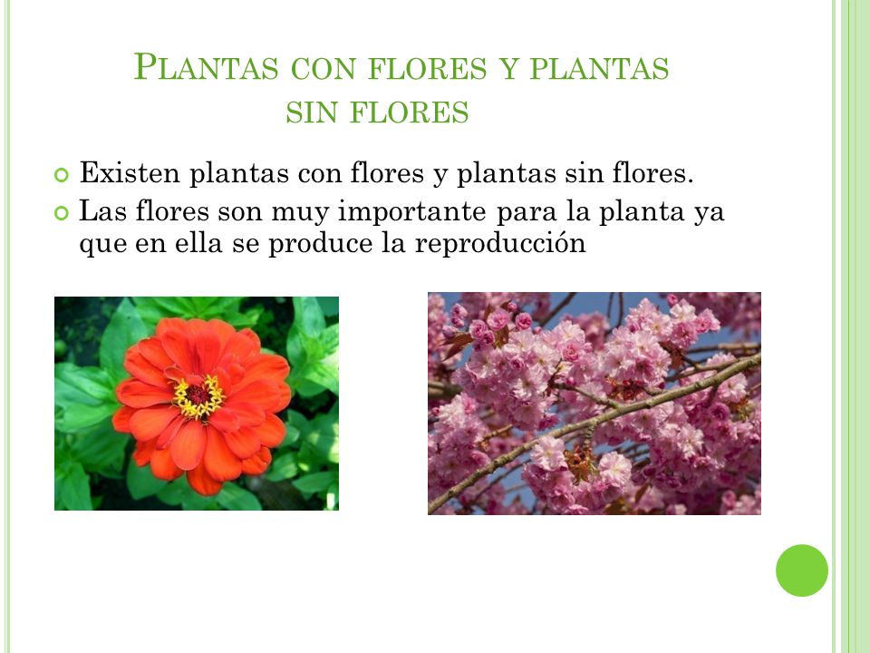 Plantas con flores y plantas sin flores