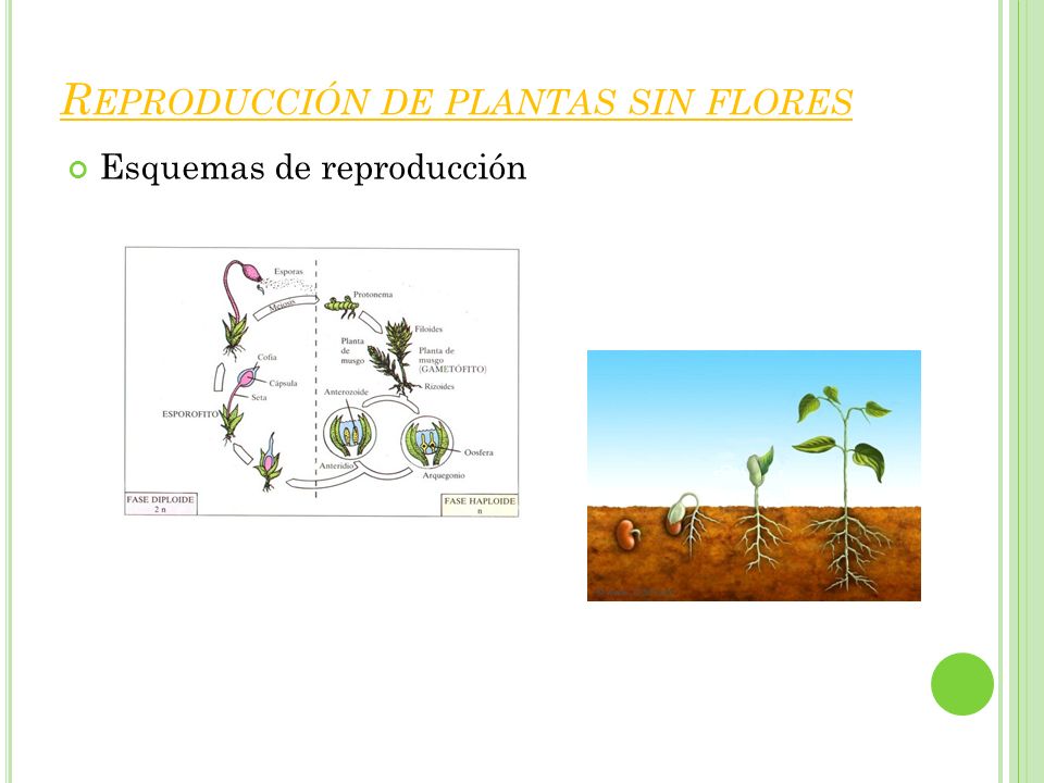 Reproducción de plantas sin flores