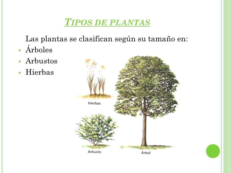 Tipos de plantas Las plantas se clasifican según su tamaño en: Árboles