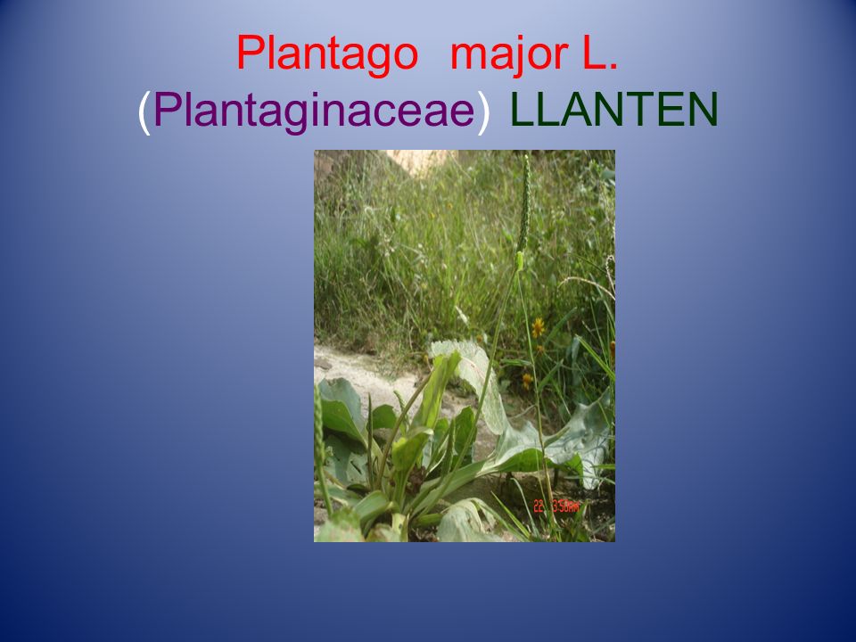 Plantago major L. (Plantaginaceae) LLANTEN