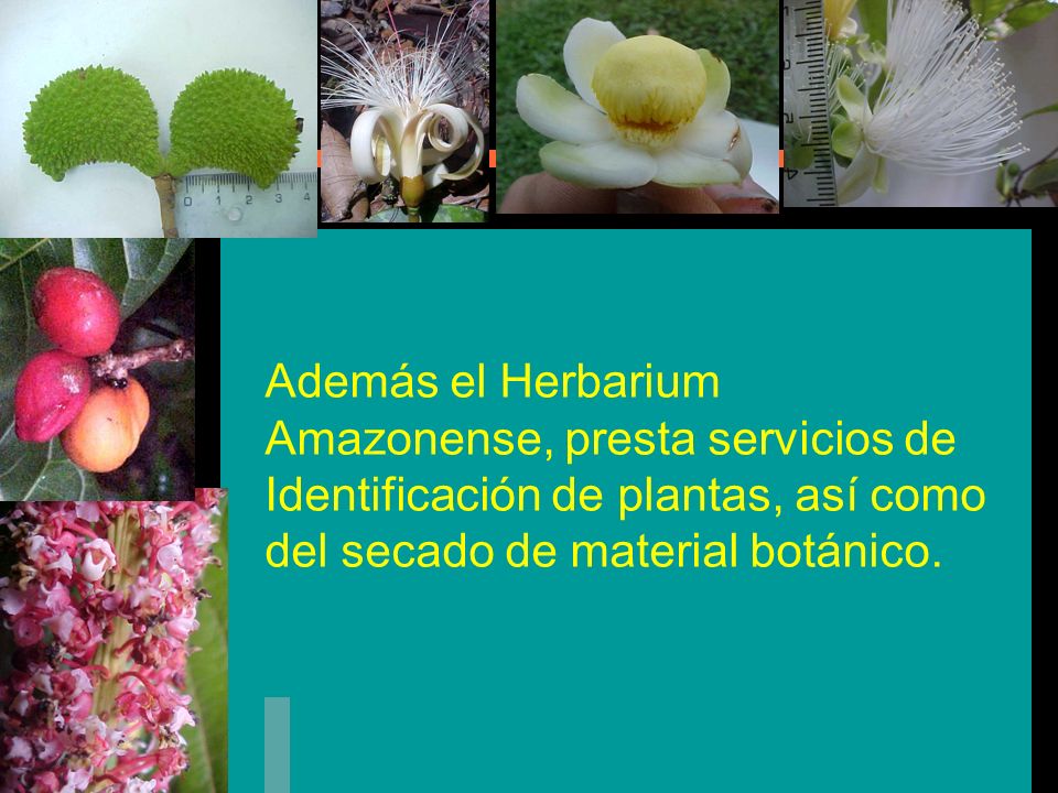 Además el Herbarium Amazonense, presta servicios de Identificación de plantas, así como del secado de material botánico.
