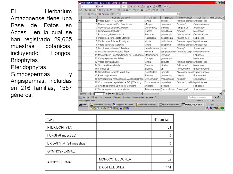 El Herbarium Amazonense tiene una Base de Datos en Acces en la cual se han registrado 29,635 muestras botánicas, incluyendo: Hongos, Briophytas, Pteridophytas, Gimnospermas y Angispermas; incluidas en 216 familias, 1557 géneros.