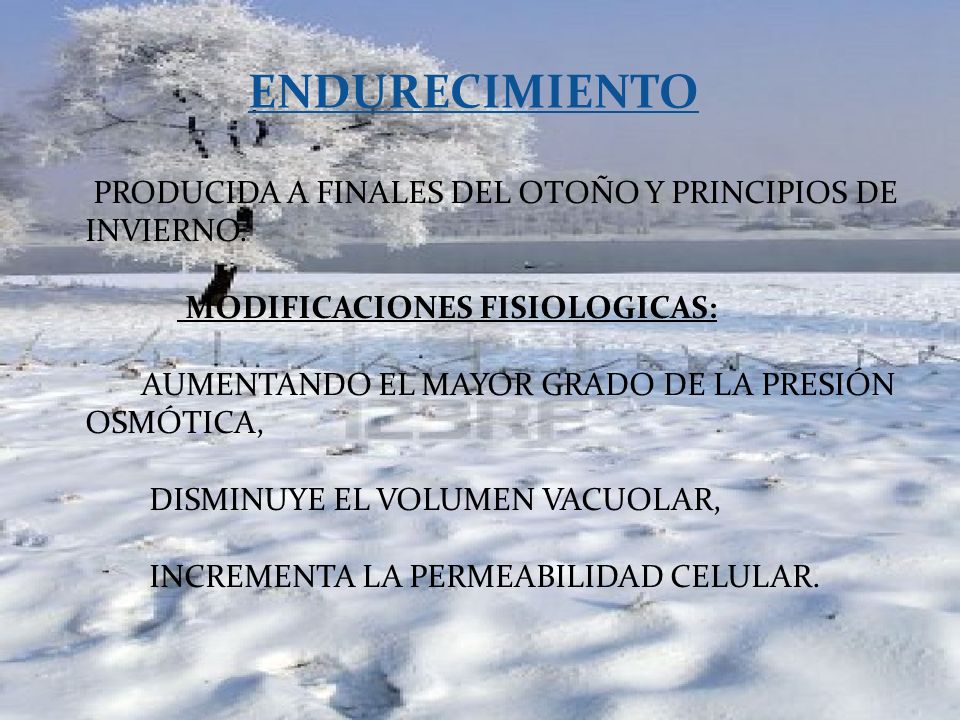 ENDURECIMIENTO PRODUCIDA A FINALES DEL OTOÑO Y PRINCIPIOS DE INVIERNO.
