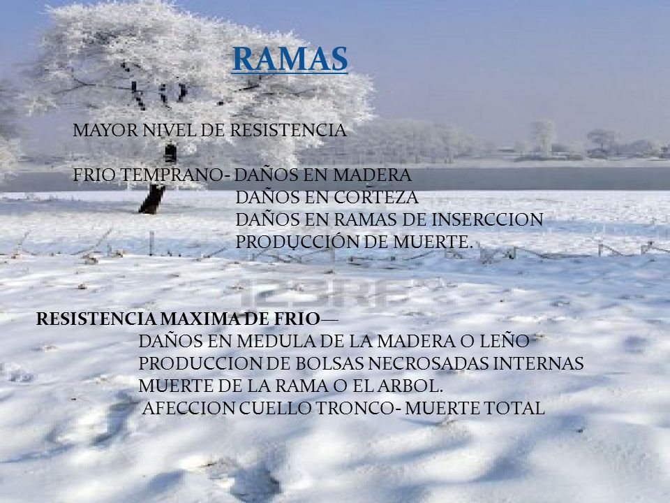 RAMAS MAYOR NIVEL DE RESISTENCIA FRIO TEMPRANO- DAÑOS EN MADERA
