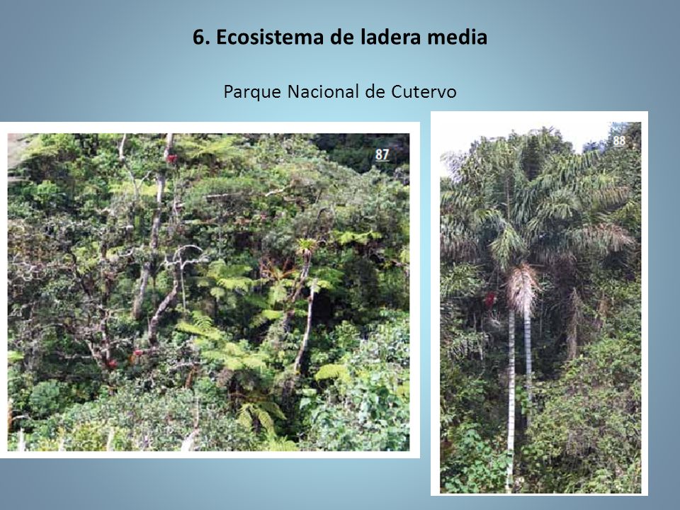 6. Ecosistema de ladera media Parque Nacional de Cutervo