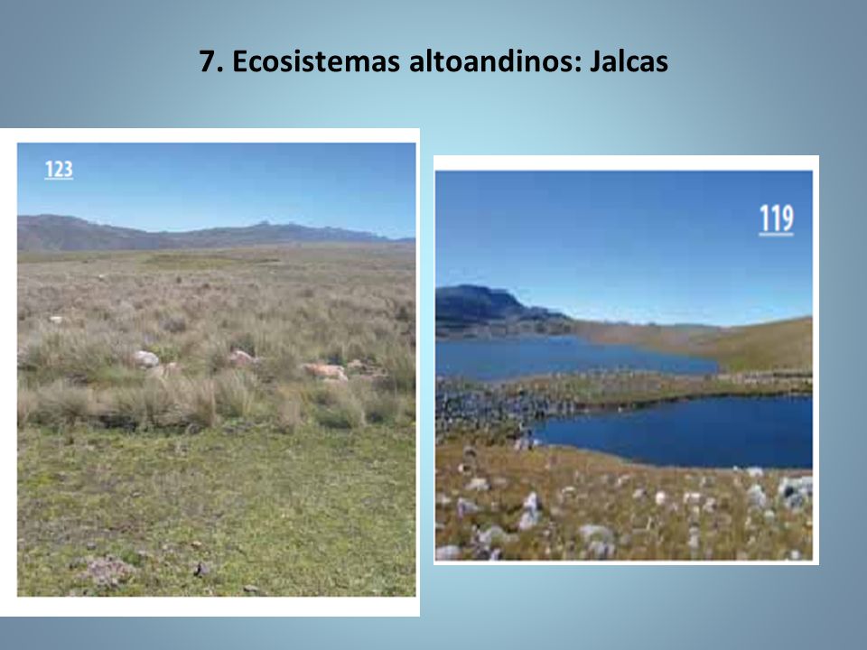 7. Ecosistemas altoandinos: Jalcas