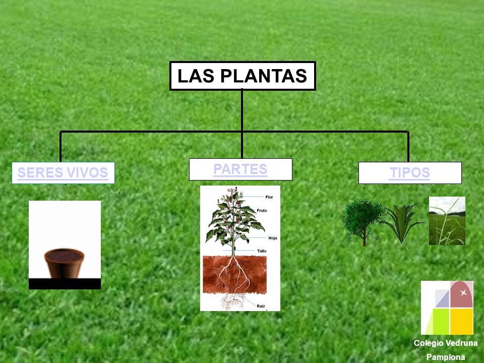 LAS PLANTAS PARTES SERES VIVOS TIPOS Colegio Vedruna Pamplona