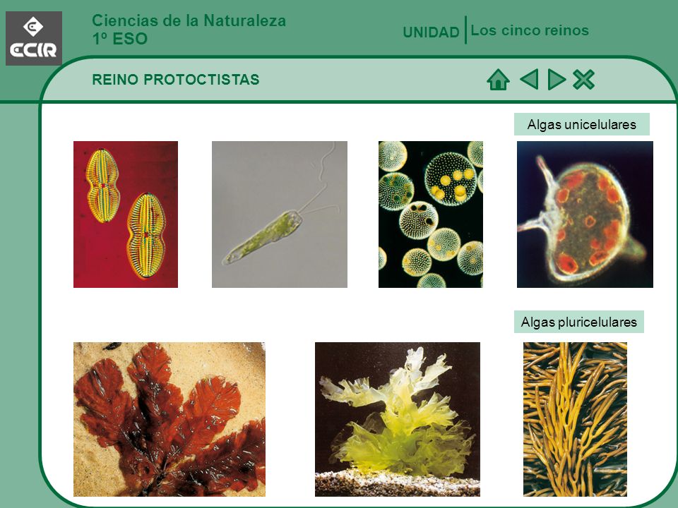 1º ESO Ciencias de la Naturaleza Los cinco reinos UNIDAD