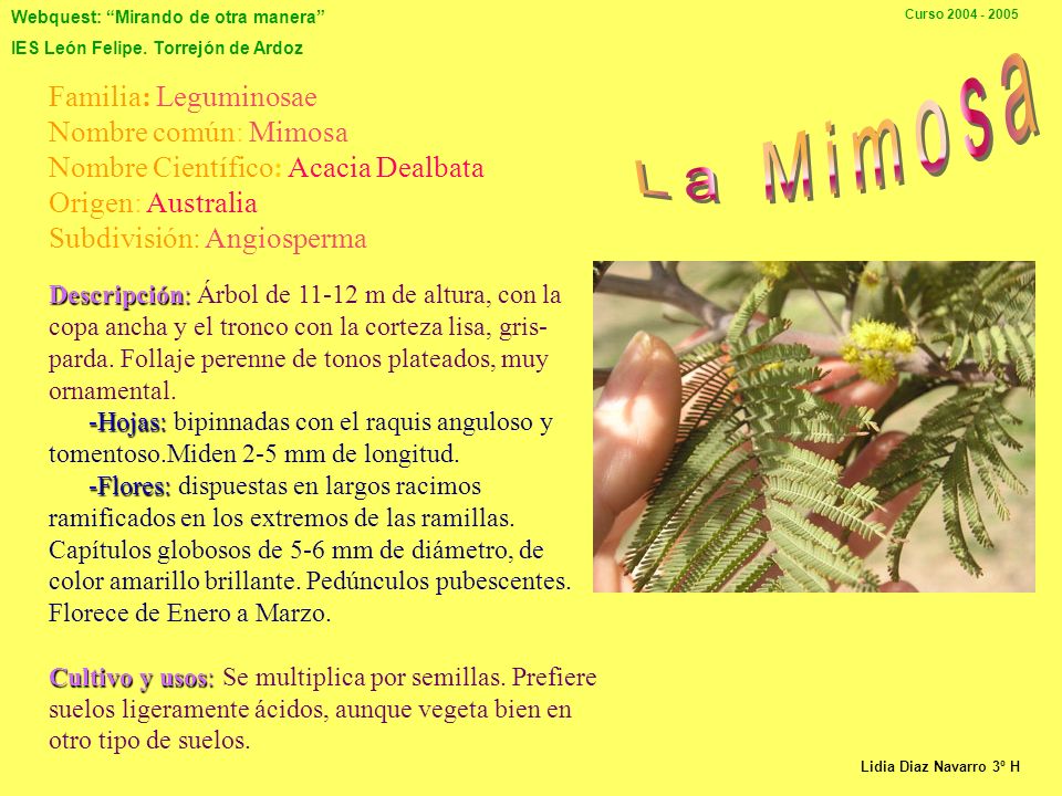 La Mimosa Familia: Leguminosae Nombre común: Mimosa