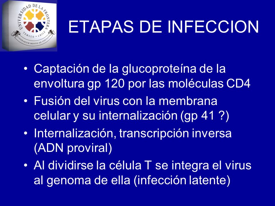 ETAPAS DE INFECCION Captación de la glucoproteína de la envoltura gp 120 por las moléculas CD4.