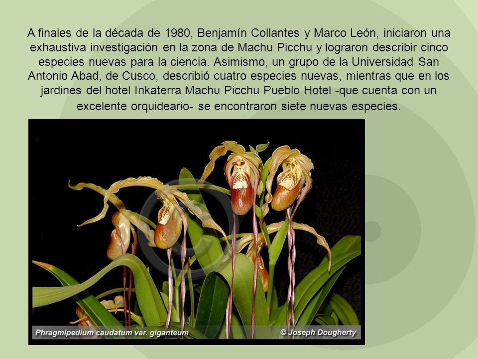 A finales de la década de 1980, Benjamín Collantes y Marco León, iniciaron una exhaustiva investigación en la zona de Machu Picchu y lograron describir cinco especies nuevas para la ciencia.