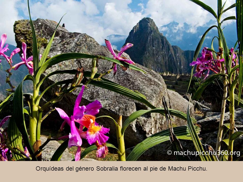 Orquídeas del género Sobralia florecen al pie de Machu Picchu.