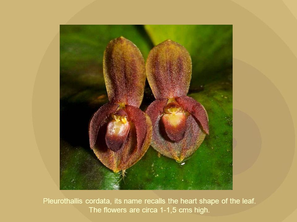 Pleurothallis cordata, its name recalls the heart shape of the leaf
