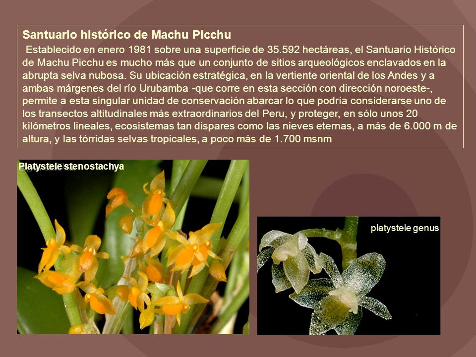 Santuario histórico de Machu Picchu Establecido en enero 1981 sobre una superficie de hectáreas, el Santuario Histórico de Machu Picchu es mucho más que un conjunto de sitios arqueológicos enclavados en la abrupta selva nubosa. Su ubicación estratégica, en la vertiente oriental de los Andes y a ambas márgenes del río Urubamba -que corre en esta sección con dirección noroeste-, permite a esta singular unidad de conservación abarcar lo que podría considerarse uno de los transectos altitudinales más extraordinarios del Peru, y proteger, en sólo unos 20 kilómetros lineales, ecosistemas tan dispares como las nieves eternas, a más de m de altura, y las tórridas selvas tropicales, a poco más de msnm