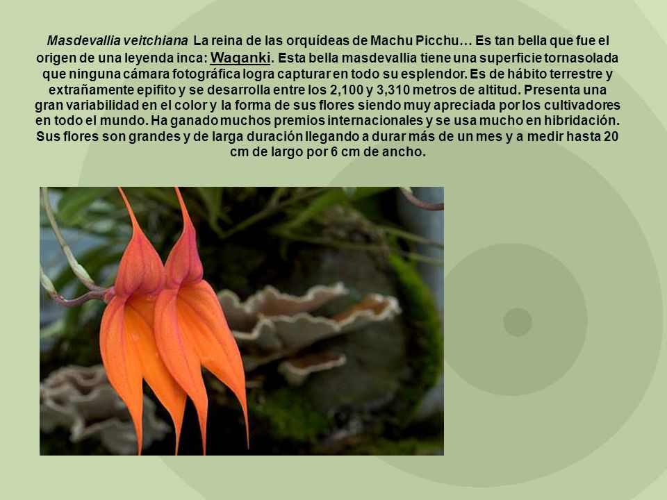 Masdevallia veitchiana La reina de las orquídeas de Machu Picchu… Es tan bella que fue el origen de una leyenda inca: Waqanki.