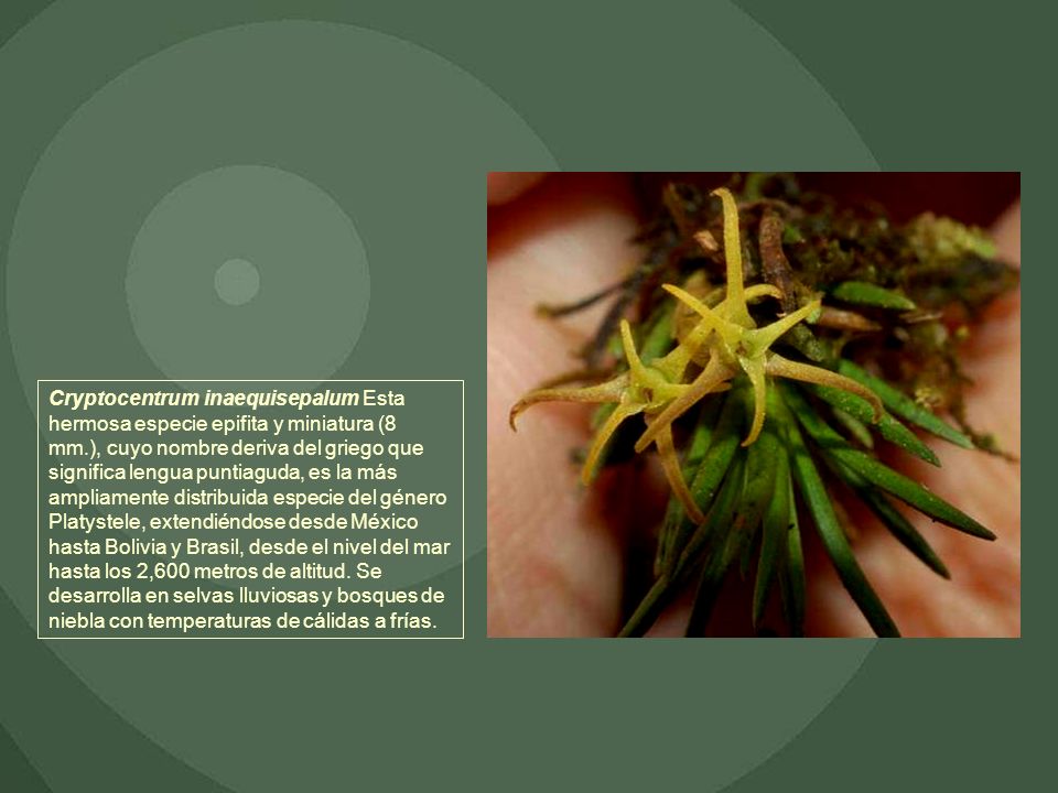 Cryptocentrum inaequisepalum Esta hermosa especie epifita y miniatura (8 mm.), cuyo nombre deriva del griego que significa lengua puntiaguda, es la más ampliamente distribuida especie del género Platystele, extendiéndose desde México hasta Bolivia y Brasil, desde el nivel del mar hasta los 2,600 metros de altitud.