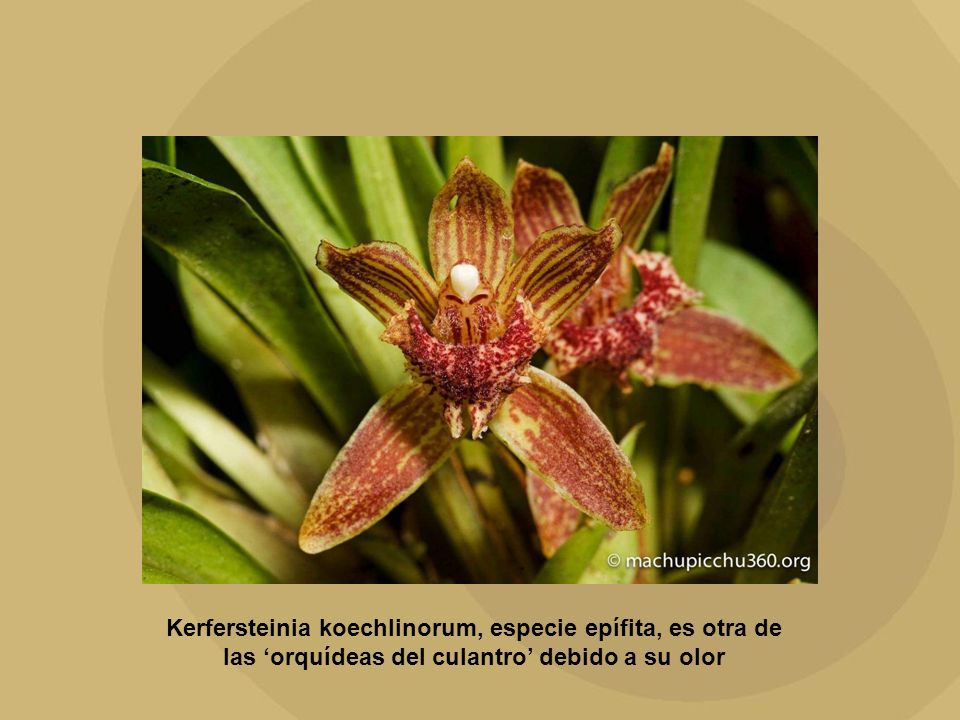 Kerfersteinia koechlinorum, especie epífita, es otra de las ‘orquídeas del culantro’ debido a su olor
