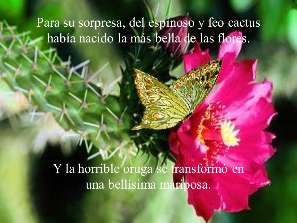 Y la horrible oruga se transformó en una bellísima mariposa.
