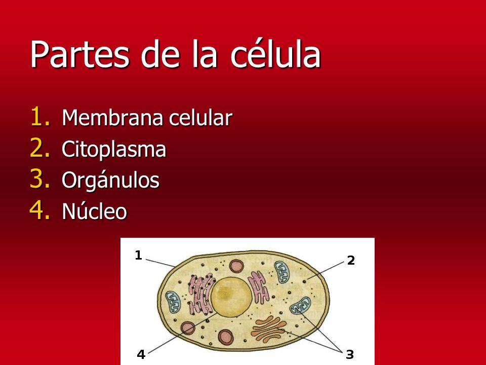 Partes de la célula Membrana celular Citoplasma Orgánulos Núcleo