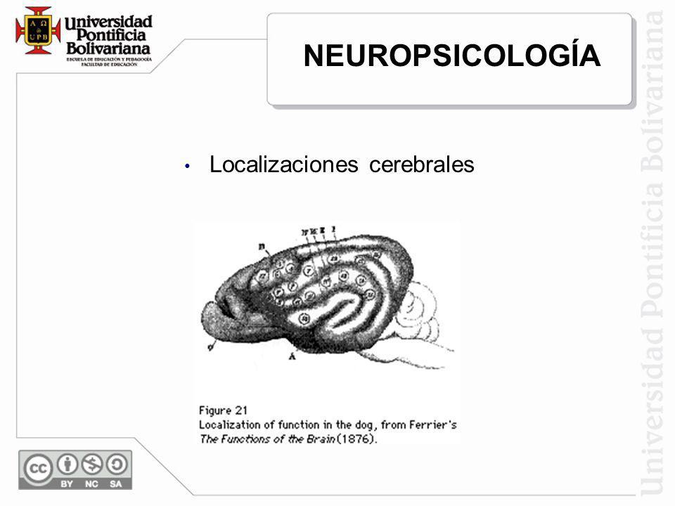 NEUROPSICOLOGÍA Localizaciones cerebrales