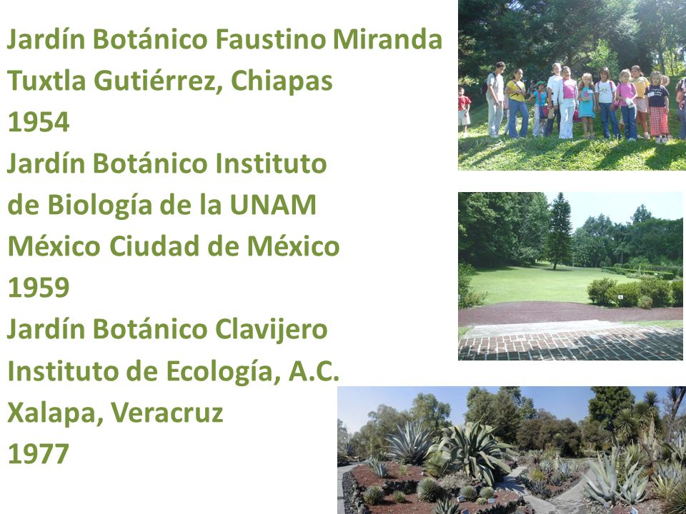 Jardín Botánico Faustino Miranda Tuxtla Gutiérrez, Chiapas 1954 Jardín Botánico Instituto de Biología de la UNAM México Ciudad de México 1959 Jardín Botánico Clavijero Instituto de Ecología, A.C.