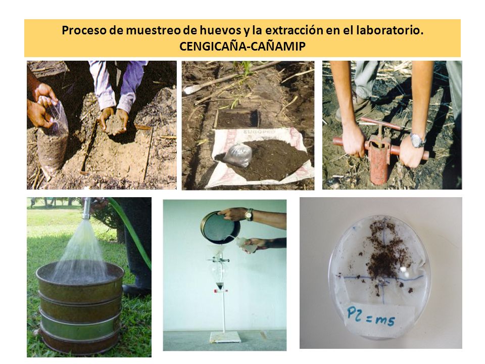 Proceso de muestreo de huevos y la extracción en el laboratorio