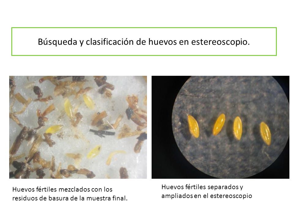Búsqueda y clasificación de huevos en estereoscopio.