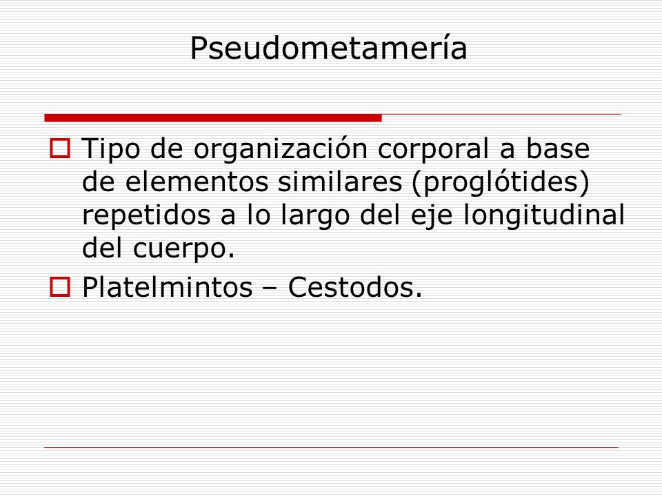 Pseudometamería Tipo de organización corporal a base de elementos similares (proglótides) repetidos a lo largo del eje longitudinal del cuerpo.