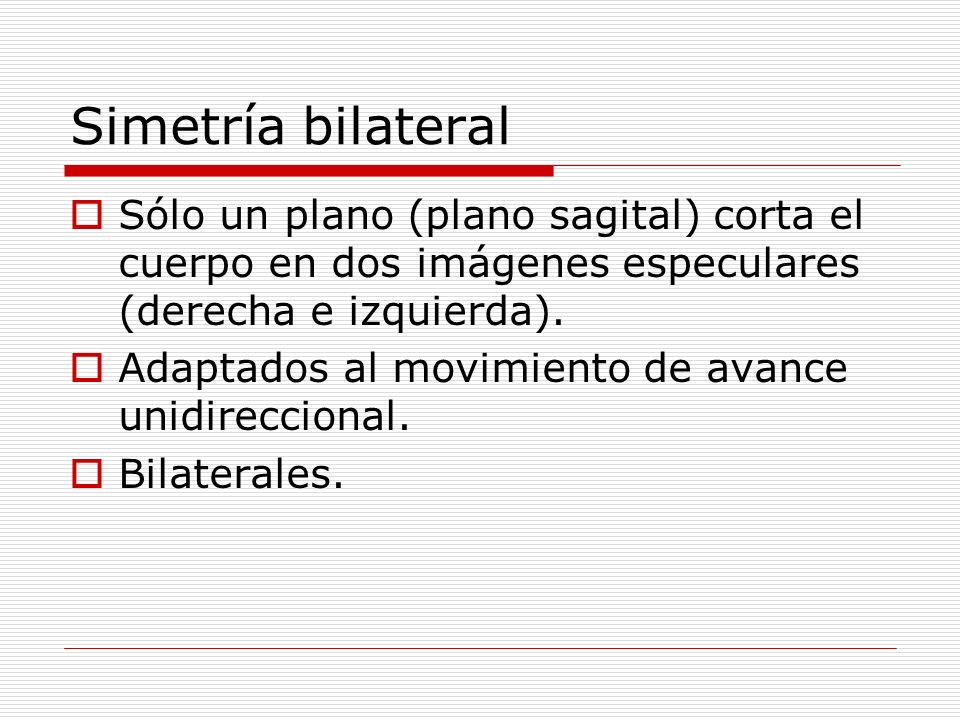Simetría bilateral Sólo un plano (plano sagital) corta el cuerpo en dos imágenes especulares (derecha e izquierda).