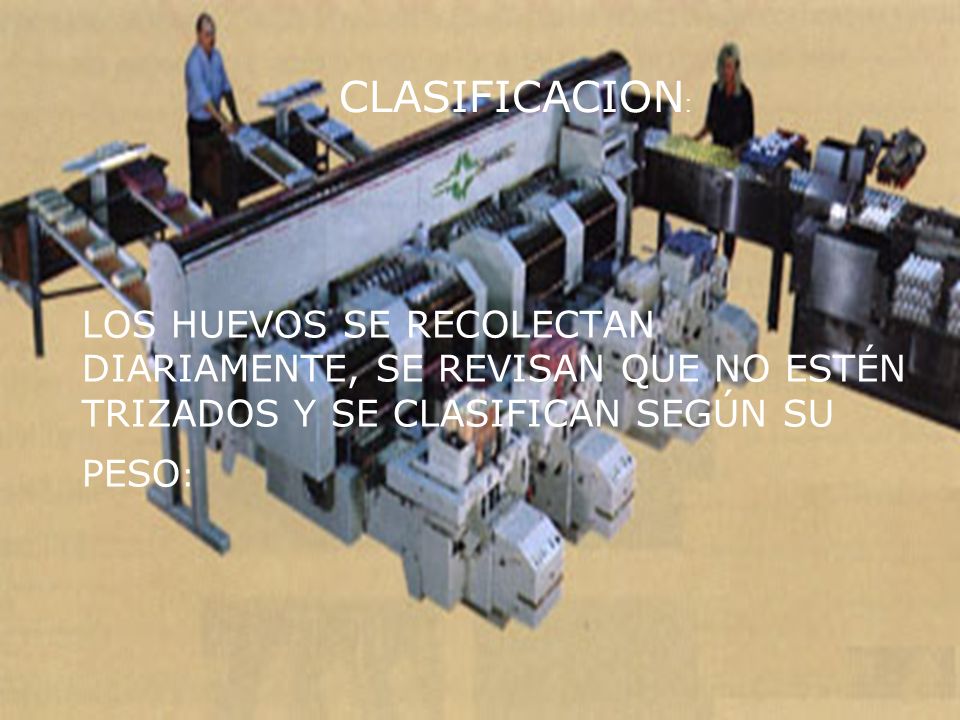 CLASIFICACION: LOS HUEVOS SE RECOLECTAN DIARIAMENTE, SE REVISAN QUE NO ESTÉN TRIZADOS Y SE CLASIFICAN SEGÚN SU PESO: