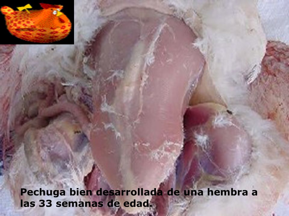 Pechuga bien desarrollada de una hembra a las 33 semanas de edad.
