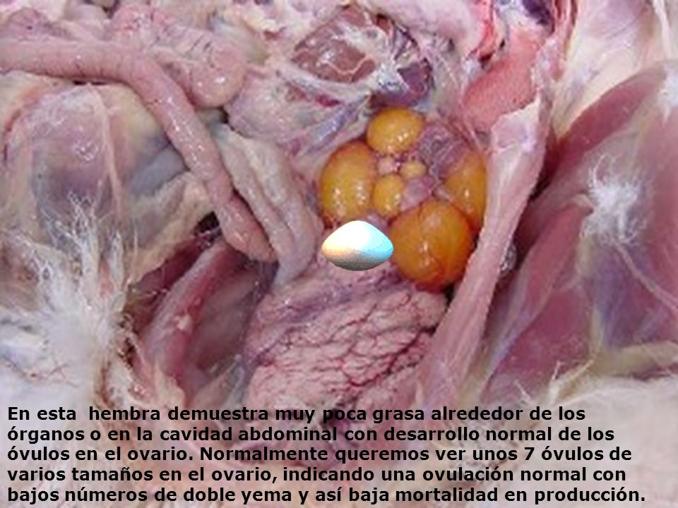 En esta hembra demuestra muy poca grasa alrededor de los órganos o en la cavidad abdominal con desarrollo normal de los óvulos en el ovario.
