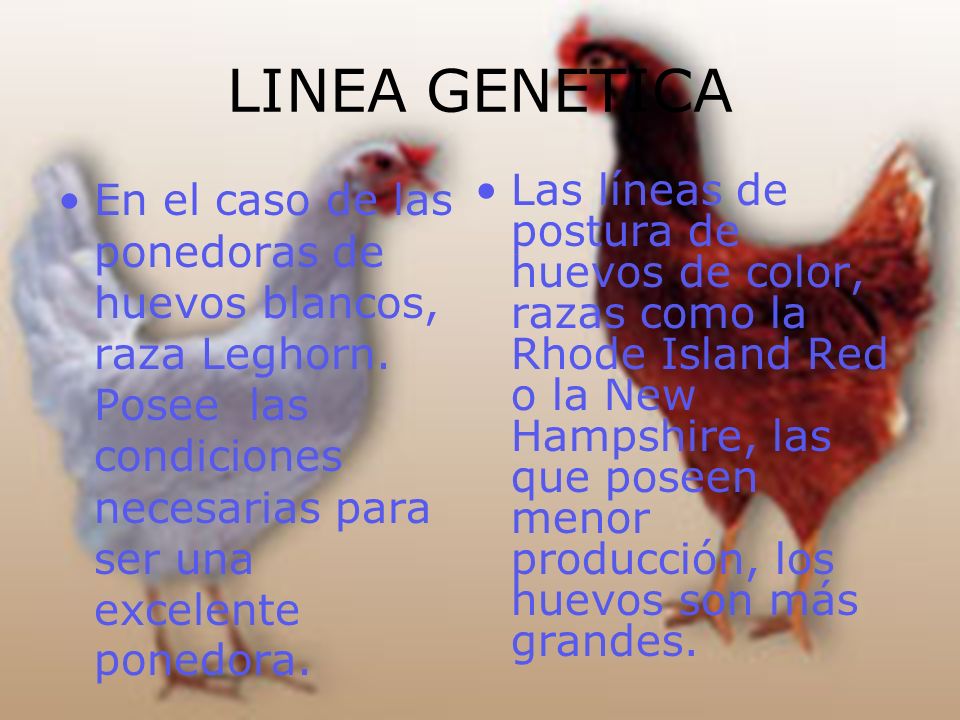 LINEA GENETICA En el caso de las ponedoras de huevos blancos, raza Leghorn. Posee las condiciones necesarias para ser una excelente ponedora.