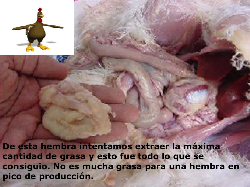 De esta hembra intentamos extraer la máxima cantidad de grasa y esto fue todo lo que se consiguio.