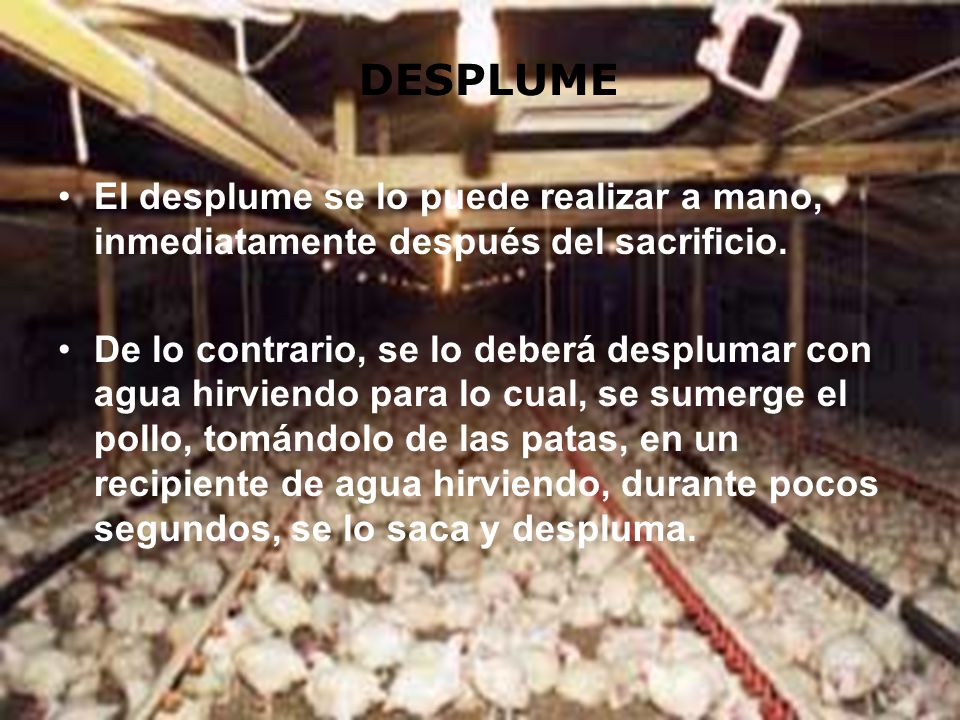 DESPLUME El desplume se lo puede realizar a mano, inmediatamente después del sacrificio.