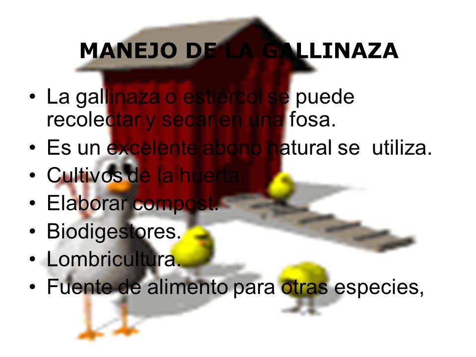 MANEJO DE LA GALLINAZA La gallinaza o estiércol se puede recolectar y secar en una fosa. Es un excelente abono natural se utiliza.