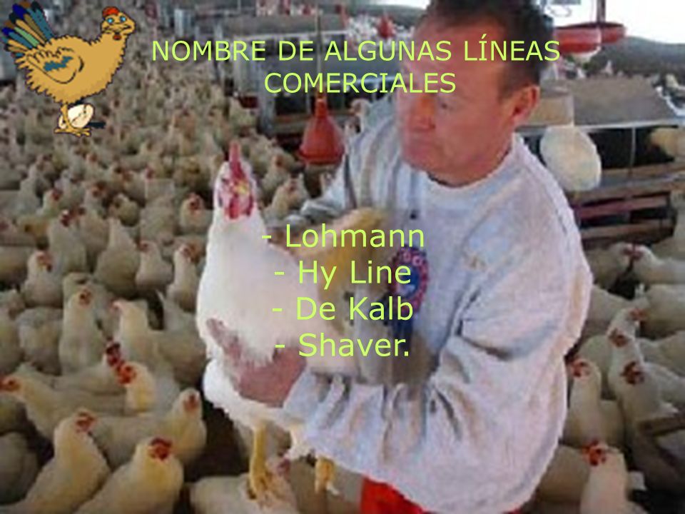 - Lohmann - Hy Line - De Kalb - Shaver.