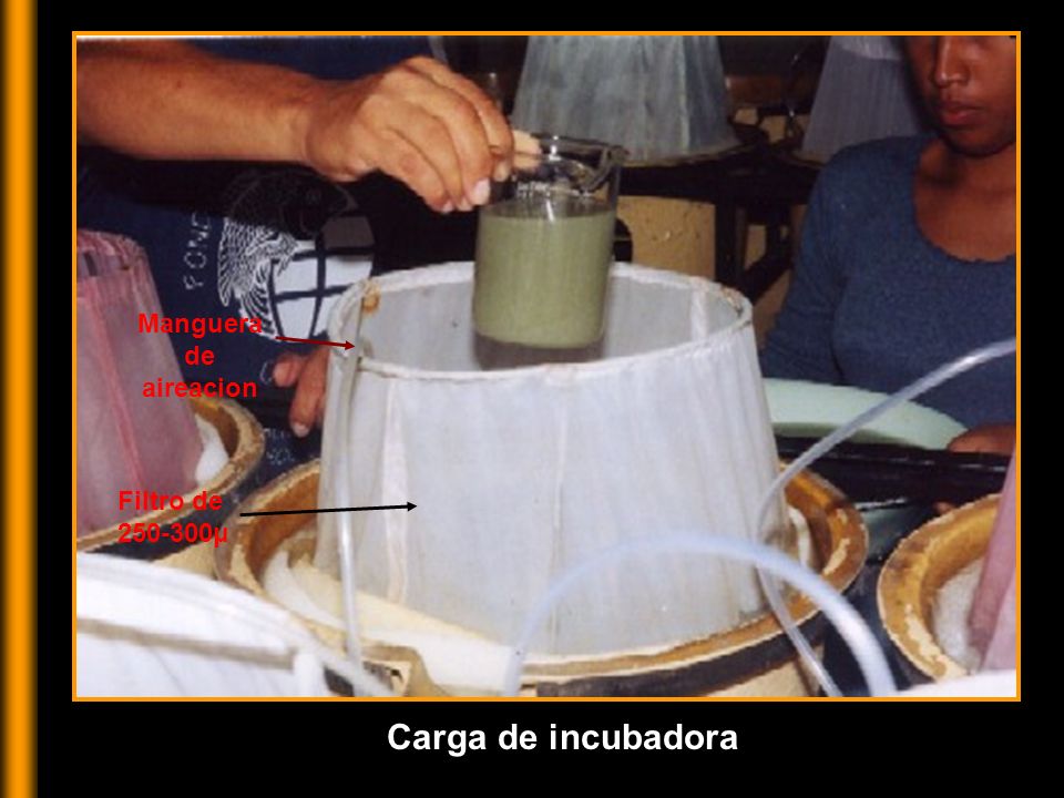 Manguera de aireacion Filtro de μ Carga de incubadora